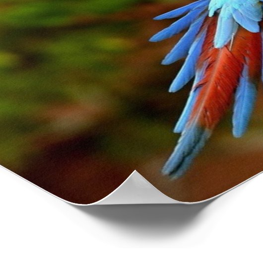 Flying Macaw Print Poster (Ecke)
