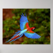 Flying Macaw Print Poster (Vorne)
