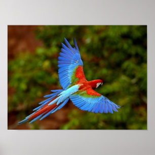 Flying Macaw Print Poster