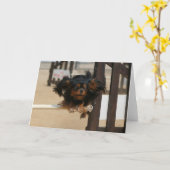 Flying Maia black & Tan Cavalier King Charles Karte (Gelbe Blume)