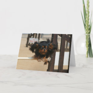 Flying Maia black & Tan Cavalier King Charles Karte