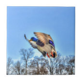 Flying Mallard Duck Drake Wildlife Foto Fliese (Vorderseite)