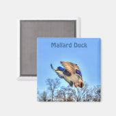 Flying Mallard Duck Drake Wildlife Foto Magnet (Vorderseite/Rückseite)