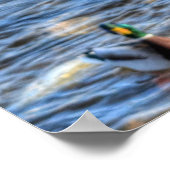 Flying Mallard Duck & Drake Wildlife Foto Poster (Ecke)