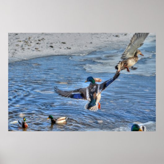 Flying Mallard Duck & Drake Wildlife Foto Poster (Vorne)