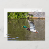 Flying Mallard Postkarte (Vorne/Hinten)