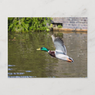 Flying Mallard Postkarte