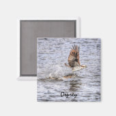 Flying Osprey & Fish HDR Wildlife Foto Geschenk Magnet (Vorderseite/Rückseite)
