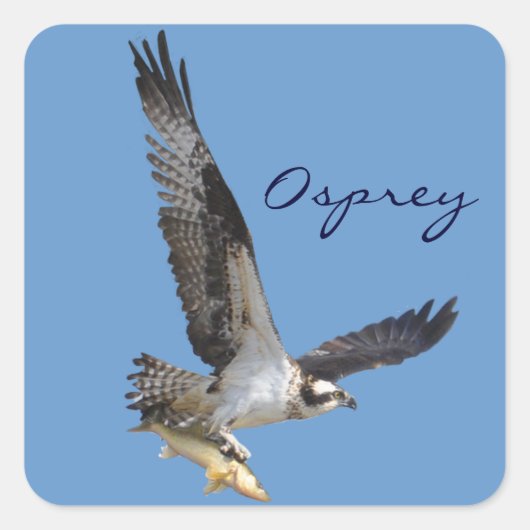 Flying Osprey & Fish Wildlife Fotogray Quadratischer Aufkleber (Vorderseite)