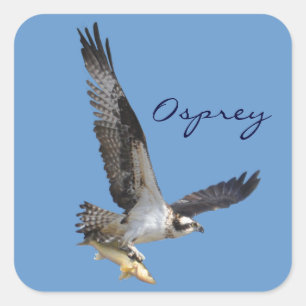 Flying Osprey & Fish Wildlife Fotogray Quadratischer Aufkleber