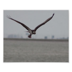 Flying Osprey-Foto Fotodruck