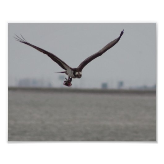 Flying Osprey-Foto Fotodruck (Vorne)