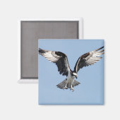 Flying Osprey Magnet (Vorderseite/Rückseite)