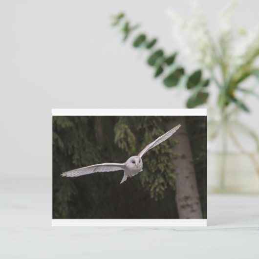 Flying owl postkarte (Stehend Vorderseite)