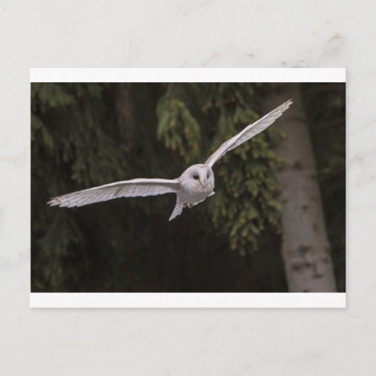 Flying owl postkarte (Vorderseite)