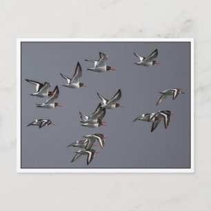Flying Oystercatchers Nature Foto Postkarte