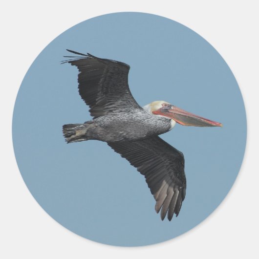 Flying Pelican 14 Aufkleber (Vorderseite)