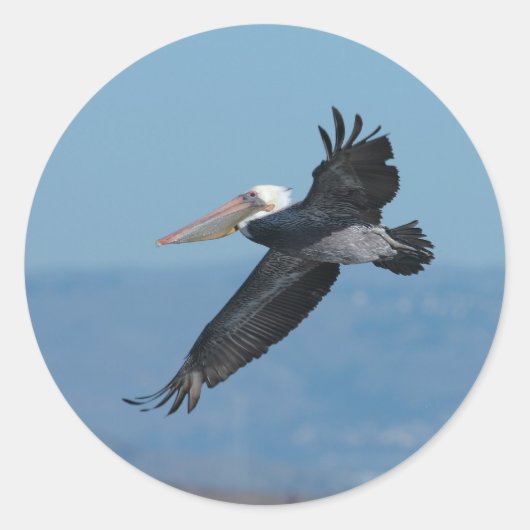 Flying Pelican 9 Aufkleber (Vorderseite)