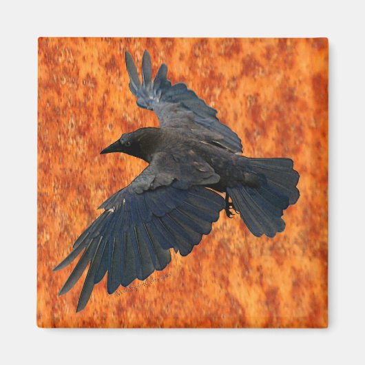 Flying Raven, Crow & Rustic Grunge Art Magnet (Vorne)
