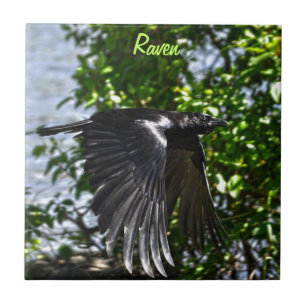 Flying Raven in Sunlight Wildlife Foto Fliese