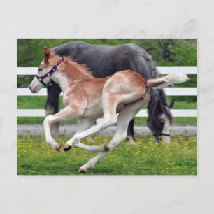 Flying Red Roan Colt Postkarte