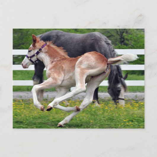 Flying Red Roan Colt Postkarte (Vorderseite)