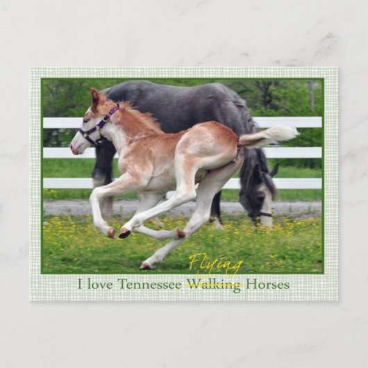 Flying Red Roan Postkarte (Vorderseite)