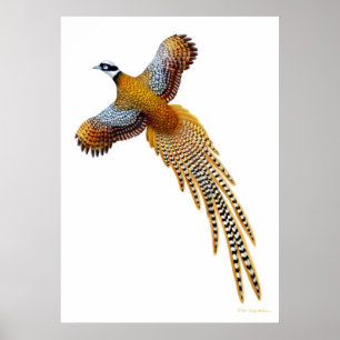 Flying Reeves Pheasant Print Poster
