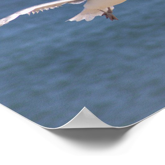 Flying Seagull Foto Poster (Ecke)