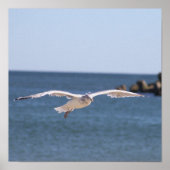 Flying Seagull Foto Poster (Vorne)