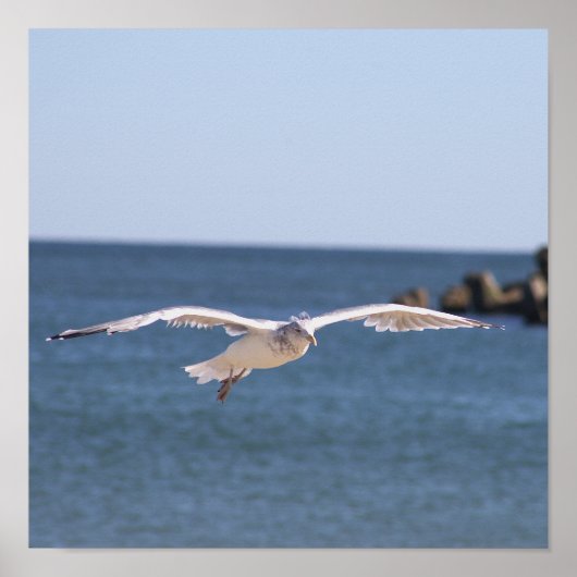 Flying Seagull Foto Poster (Vorne)