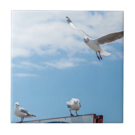 Flying Sitting Seagulls Birds Blue Sky Fliese