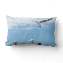 Flying Sitting Seagulls Birds Blue Sky