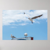 Flying Sitting Seagulls Birds Blue Sky Poster (Vorne)