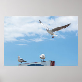 Flying Sitting Seagulls Birds Blue Sky Poster