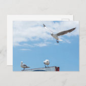 Flying Sitting Seagulls Birds Blue Sky Postkarte (Vorne/Hinten)