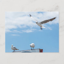 Flying Sitting Seagulls Birds Blue Sky Postkarte