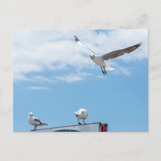 Flying Sitting Seagulls Birds Blue Sky Postkarte (Vorderseite)