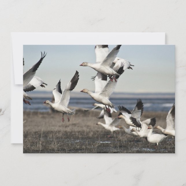 Flying Snow Gese (Vorderseite)