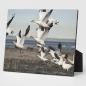 Flying Snow Gese Fotoplatte (Seite)