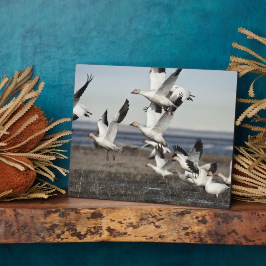 Flying Snow Gese Fotoplatte (Seite)