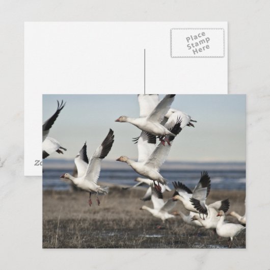 Flying Snow Gese Postkarte (Vorne/Hinten)