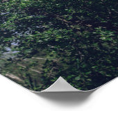 Flying Swan Nature Bird Wild Life Poster (Ecke)