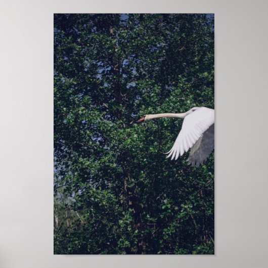 Flying Swan Nature Bird Wild Life Poster (Vorne)