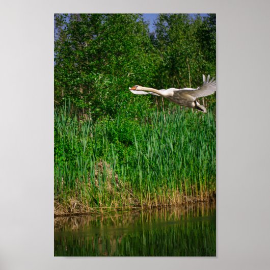 Flying Swan Nature Bird Wild Life Poster (Vorne)
