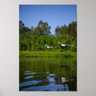 Flying Swan Nature Bird Wild Life Poster