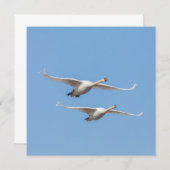 Flying Swans Nature Foto Card (Vorne/Hinten)