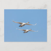Flying Swans Nature Foto Postkarte (Vorderseite)