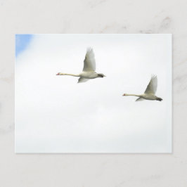 Flying swans postkarte