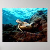 Flying Turtle Poster (Vorne)